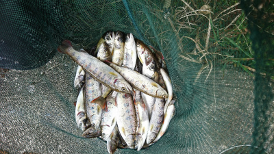 画像の説明 画像の説明