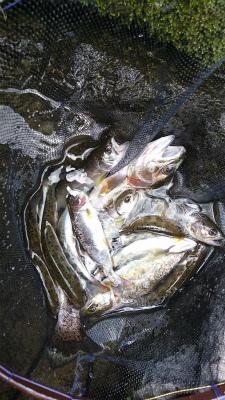 画像の説明 画像の説明